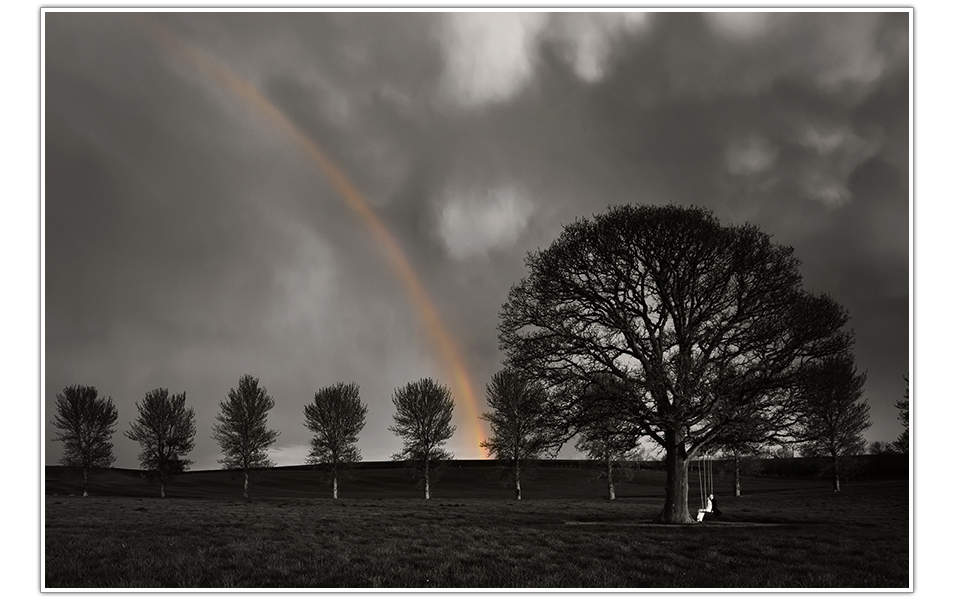 Quantock Lakes tree